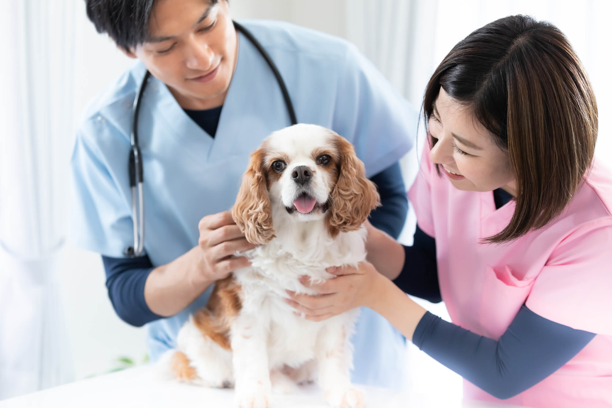 愛犬のワクチン接種にまつわるQ&A